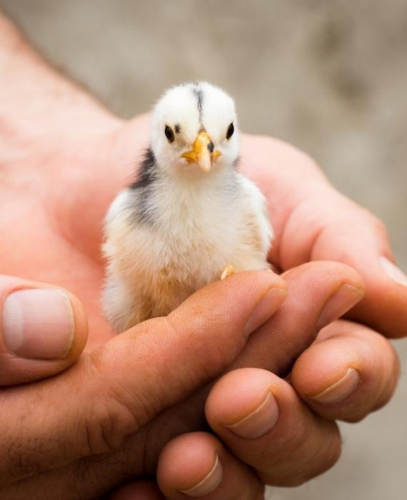 Bien être animal